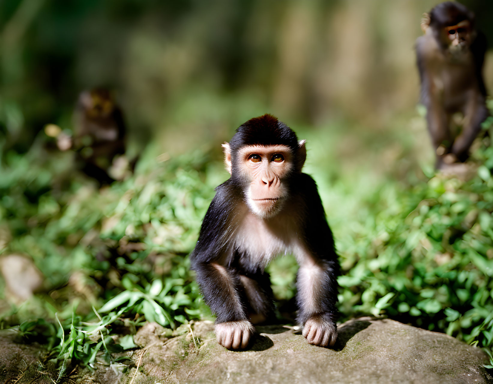 Young capuchin monkey sitting on rock with blurred background monkeys in forest setting.