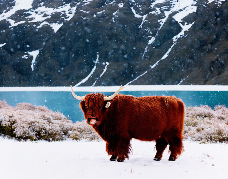 Highland cow in snow with lake and mountain scenery