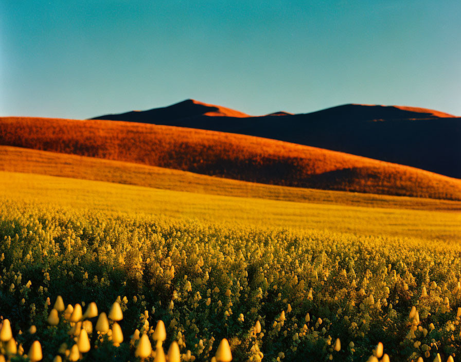 Scenic landscape bathed in golden sunlight and lush greenery