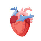 Detailed Human Heart Anatomy: Arteries, Veins, Chambers