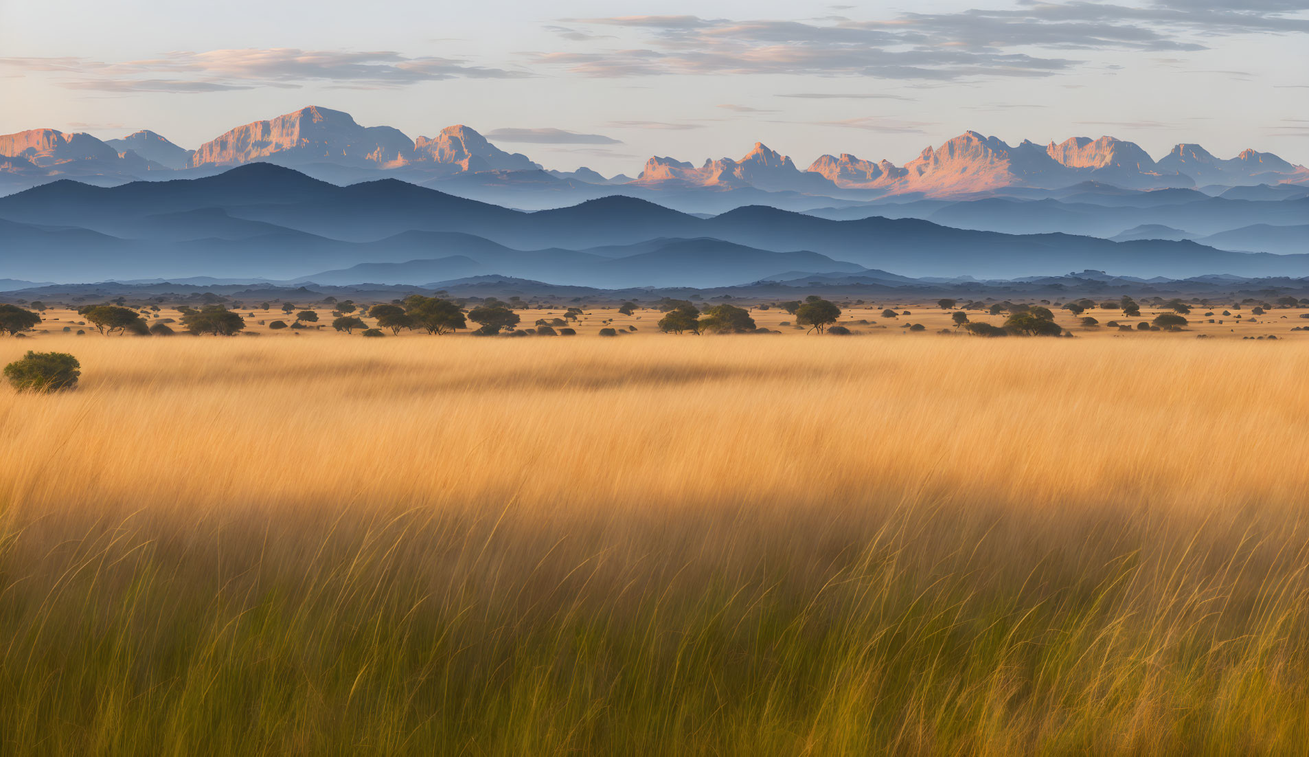 Savannah grasses and mountain silhouettes against dawn sky gradient