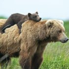 Digital Artwork: Small bear riding larger bear in grassy field under cloudy sky