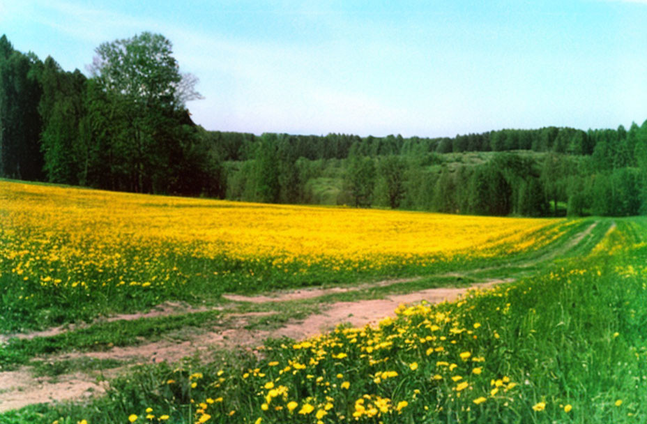 Lush green meadow with yellow flowers and blue sky