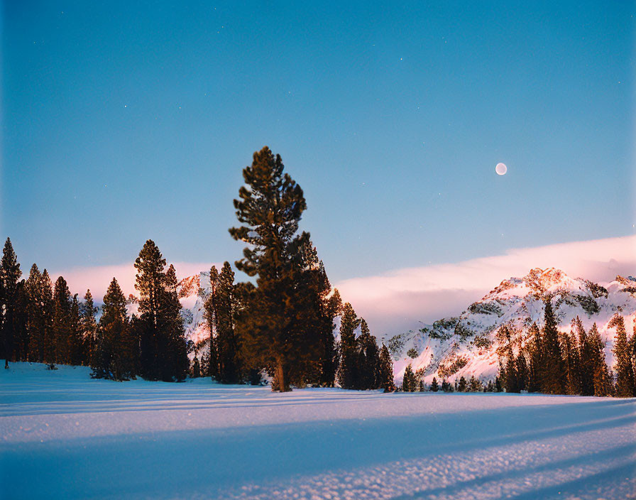 Snow-covered landscape at twilight with evergreen trees, starry sky, and glowing moon.