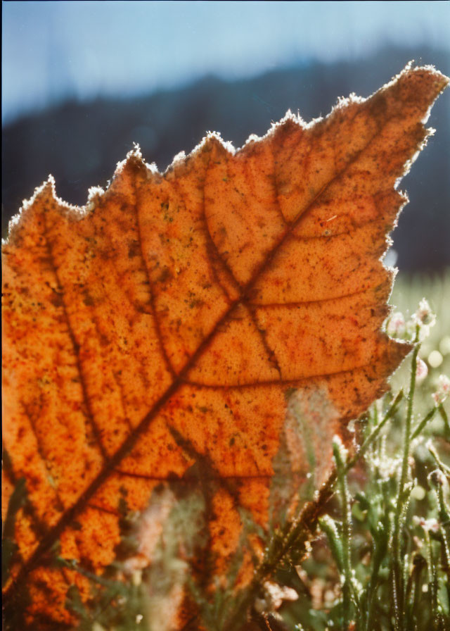 Detailed close-up of backlit orange leaf with visible veins and dewy outline.