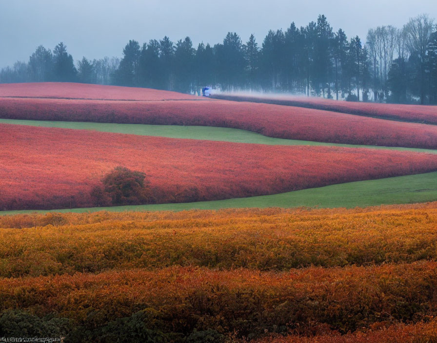 Vibrant red and orange foliage in misty rolling fields.