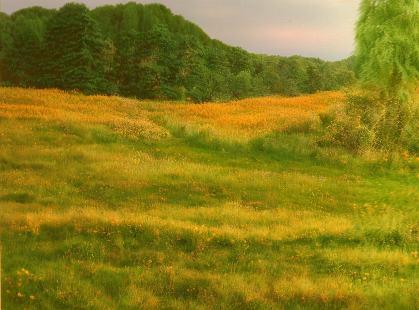 Vibrant meadow with yellow flowers, green trees, and willow under hazy sky