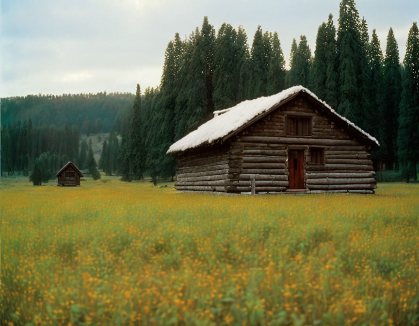 Rustic log cabin with snow-capped roof in field of yellow flowers