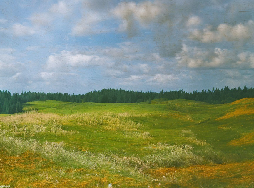 Tranquil landscape: green meadows, blue sky, fluffy clouds, distant forest