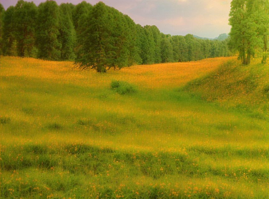 Tranquil meadow with green trees and golden wildflowers