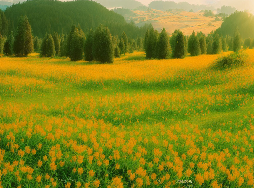 Lush yellow flower field with scattered trees in warm sunlight