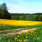 Tranquil animated landscape: yellow flowers, river, village under warm sky