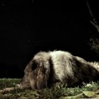 Dog resting on grass under starry night sky with galaxy and crescent moon