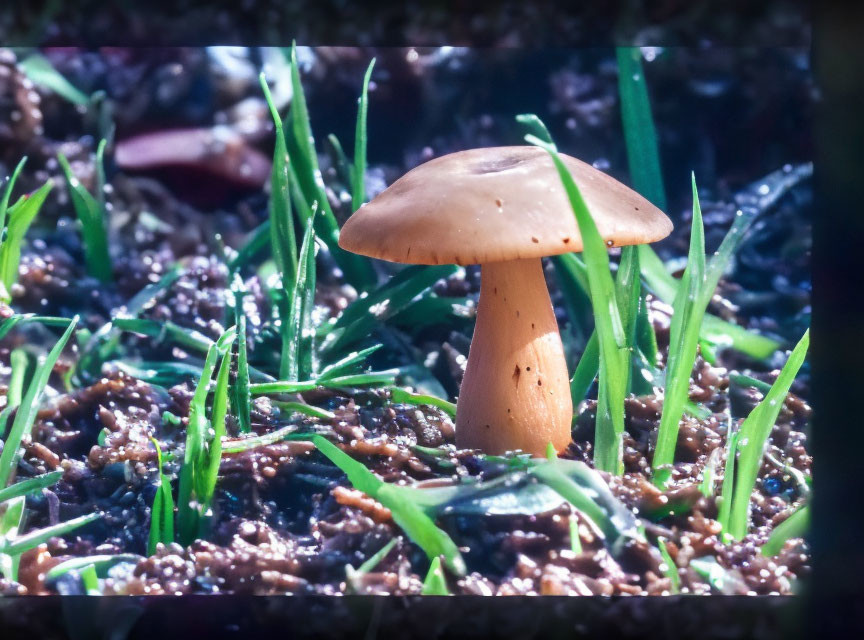 Solitary Mushroom with Smooth Cap and Slender Stem in Grass Bed