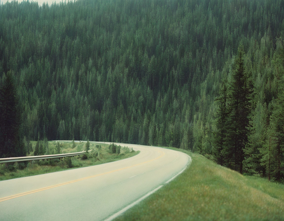 Serene pine forest scene with winding road