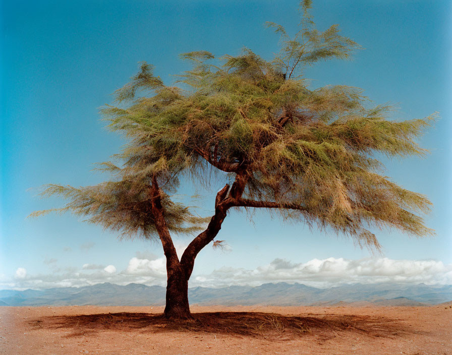 Solitary tree with lush green foliage on barren plateau