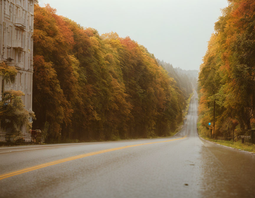 Misty autumn road with wet trees on a winding path