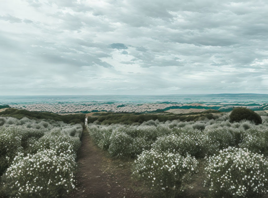 Tranquil scene of person walking on path through white flower meadow