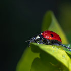 Red ladybug with black spots on green leaf against blurred background