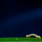 Spine-Covered Creature Resting Under Starry Night Sky