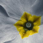 Yellow Star-Shaped Creature with Green Eye in Snowy Landscape