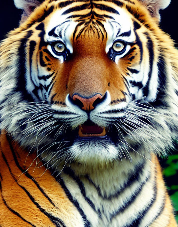 Tiger's Face Close-Up with Stripes and Whiskers