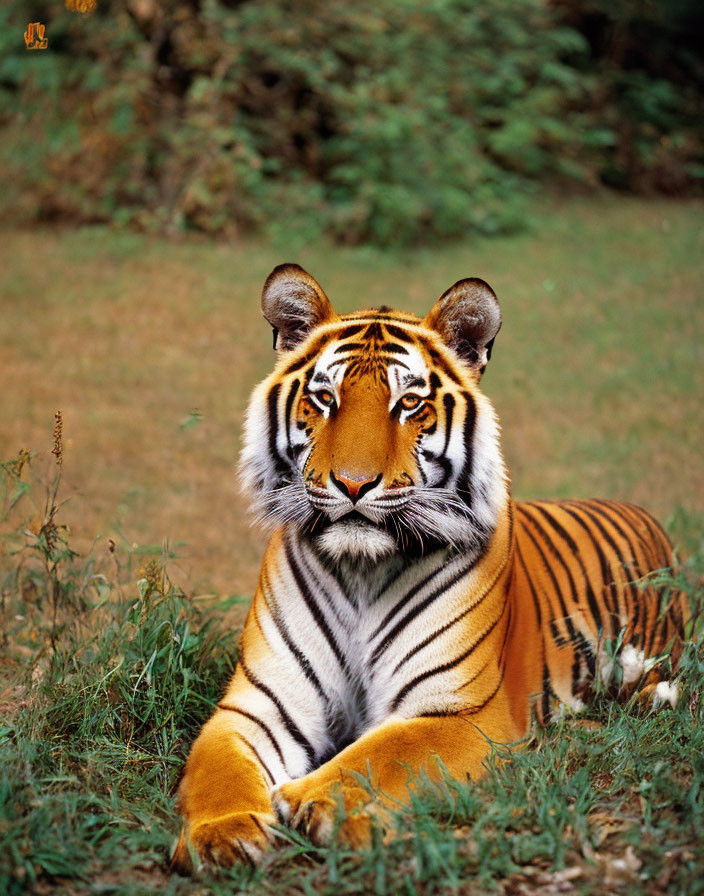 Majestic tiger with black stripes in grassy field