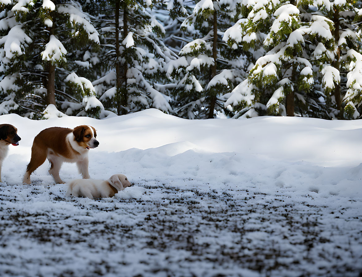 Two dogs in snowy forest: one standing, one lying down among snow-laden trees