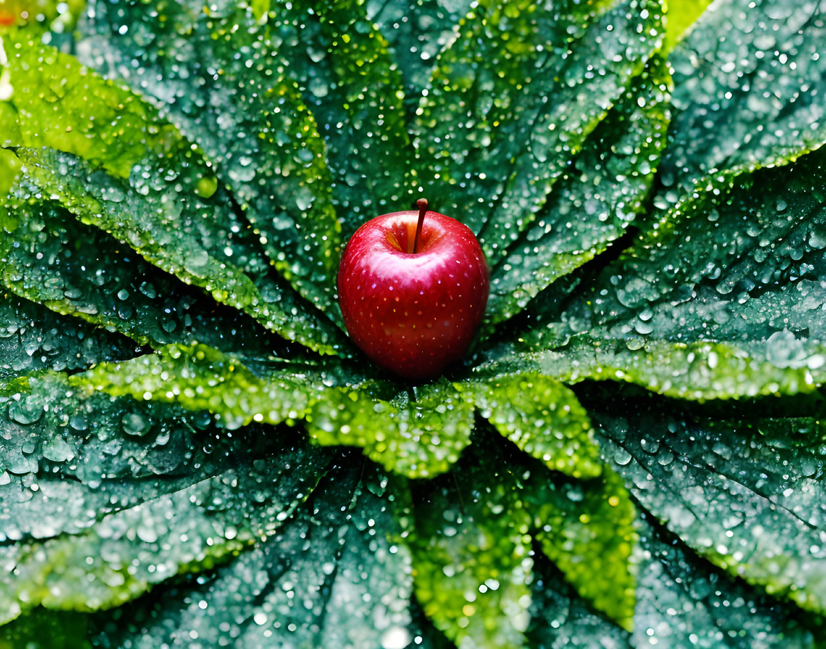 Bright red apple on large green leaf with water droplets