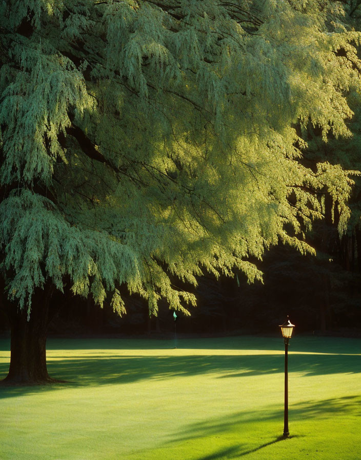 Serene scene of sunlit green lawn with tree shadows and vintage lamp post