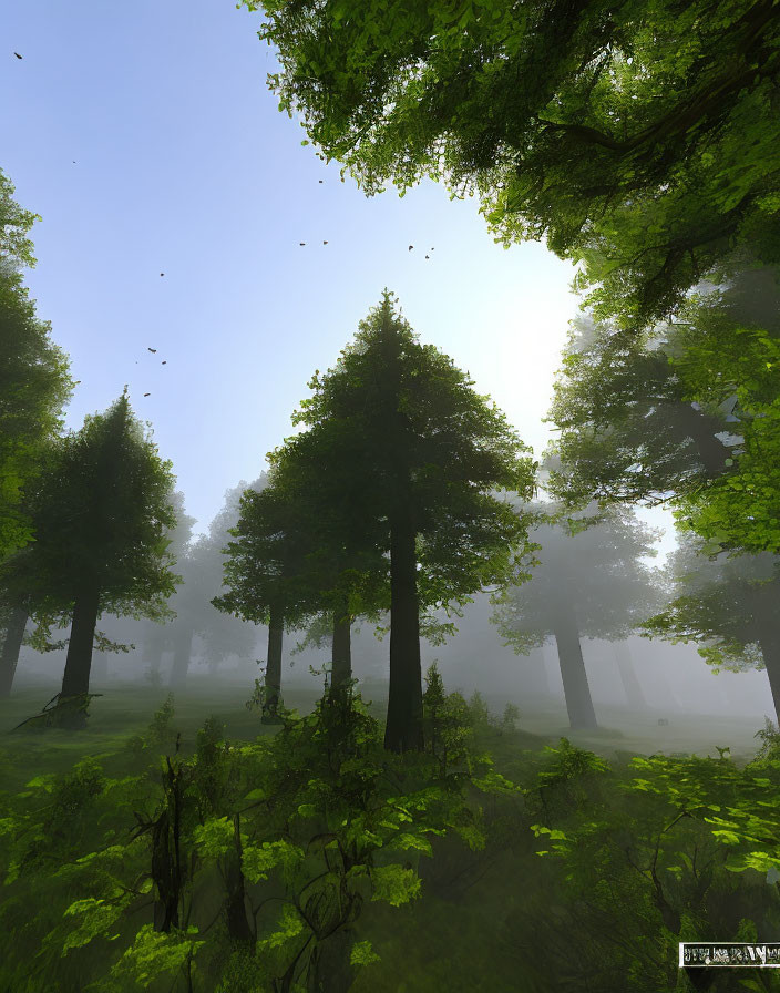 Tranquil forest scene with tall trees, mist, green foliage, sunlight, and blue sky.