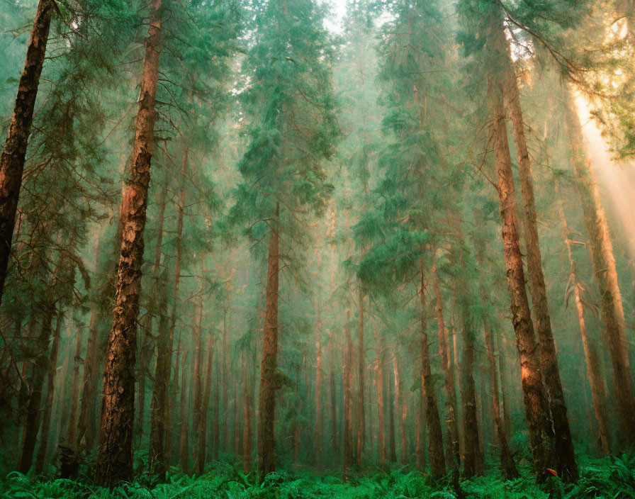 Misty forest scene with tall trees and soft sunlight