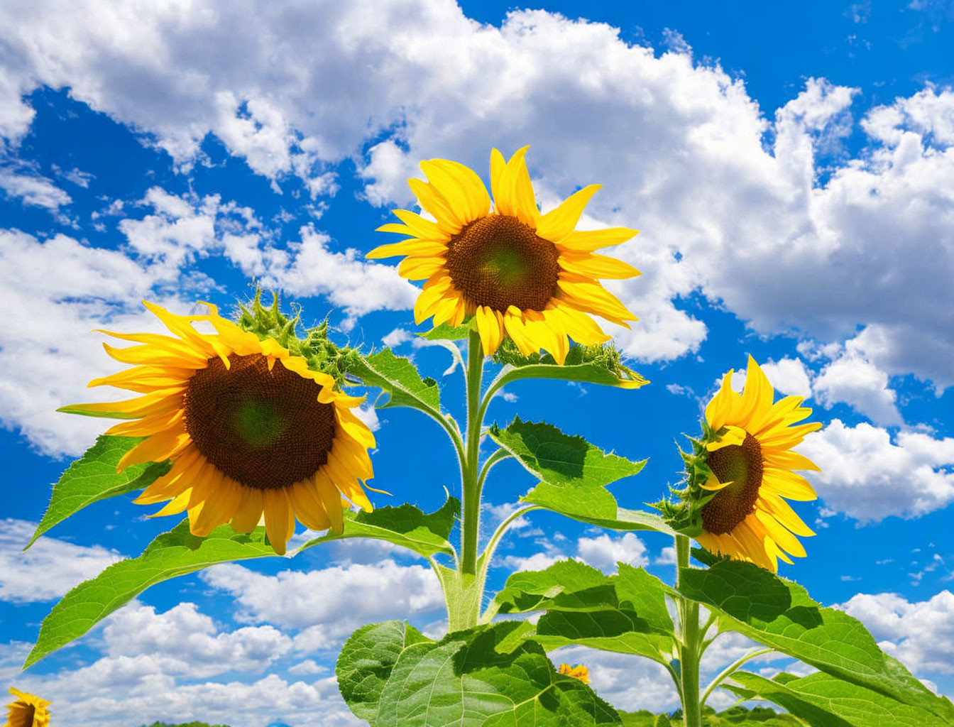 Vivid sunflowers under blue sky with fluffy clouds