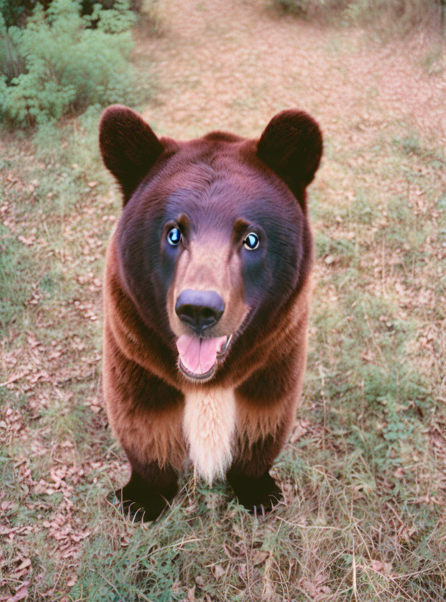 Brown bear with thick fur gazes at camera in grassy setting