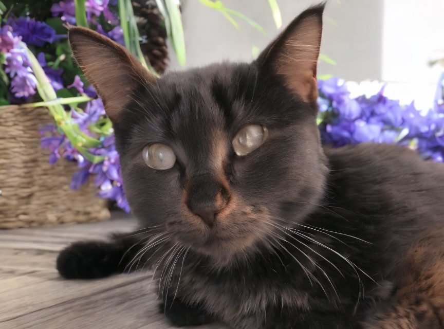 Striking-eyed black cat resting by purple flowers