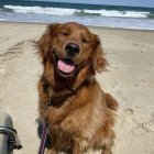 Smiling brown dog with collar and leash on sandy beach