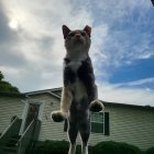 Majestic cat on car roof with dynamic sky and house landscape