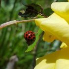 Ladybugs on Yellow Rose: One on Petal, One on Leaf, Dewy Stem Background