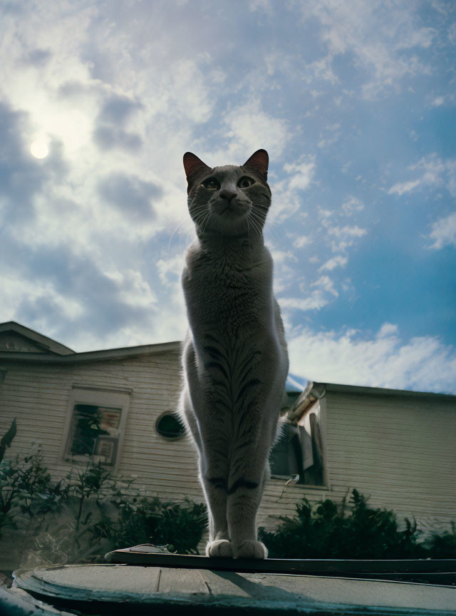 Majestic cat on car roof with dynamic sky and house landscape