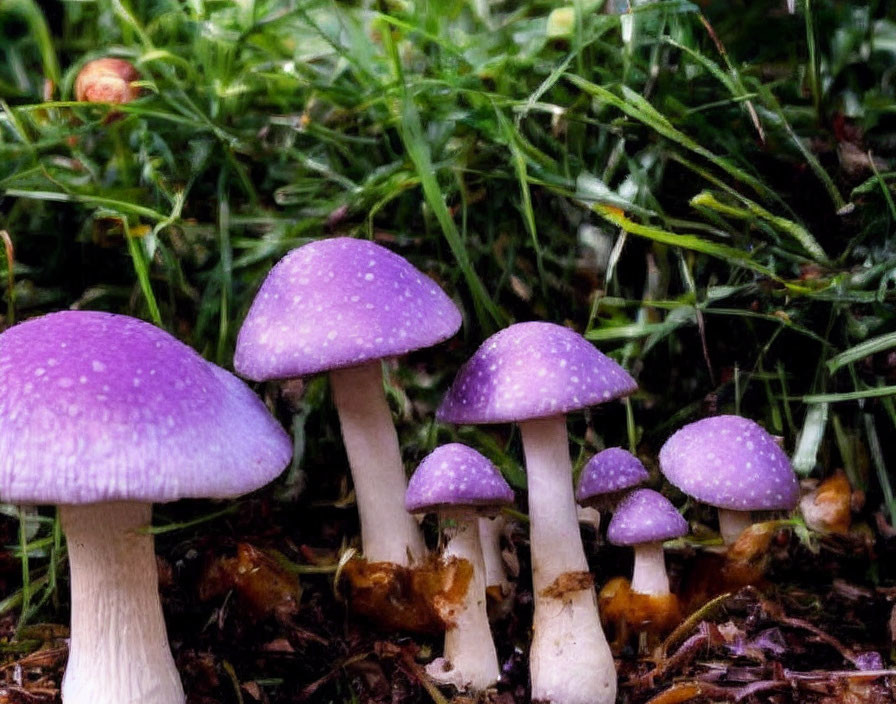 Purple Mushrooms with White Stems in Green Grass