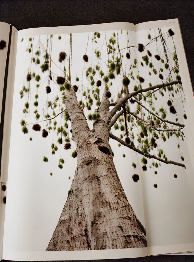 Photograph of tall tree trunk with foliage clusters viewed through branches