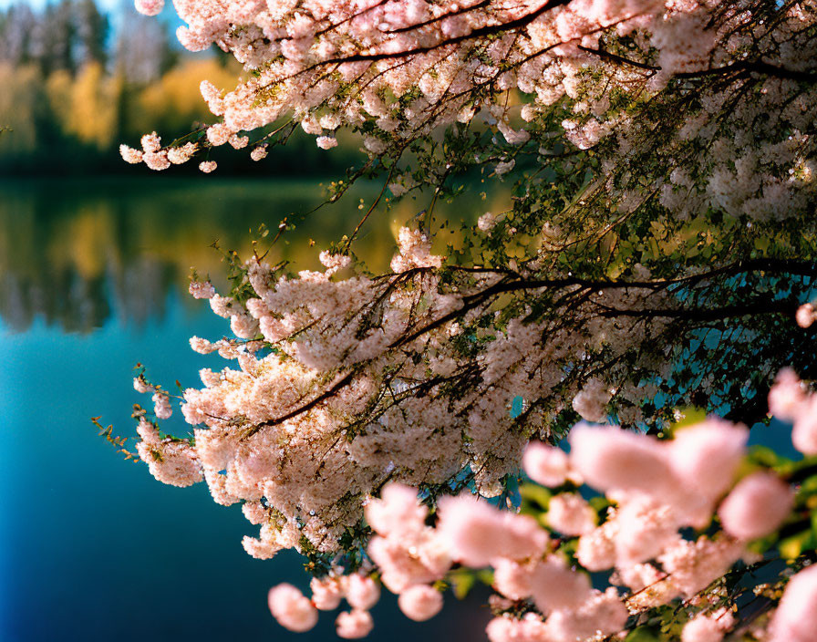 Tranquil lake with cherry blossoms reflecting blue sky