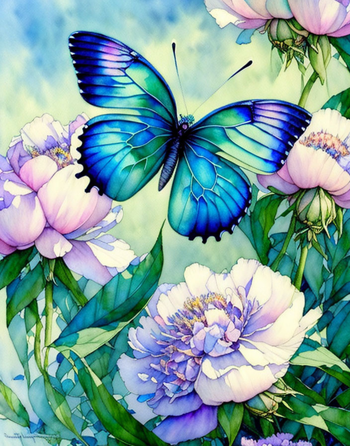 Blue Butterfly on Pink Peonies in Soft Watercolor