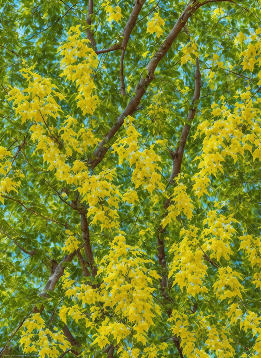 Vibrant green leaves and yellow flower clusters on lush tree branches