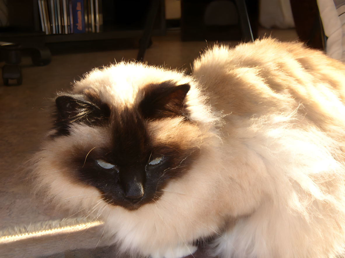 Fluffy Siamese Cat with Dark Facial Markings in Sunlit Room