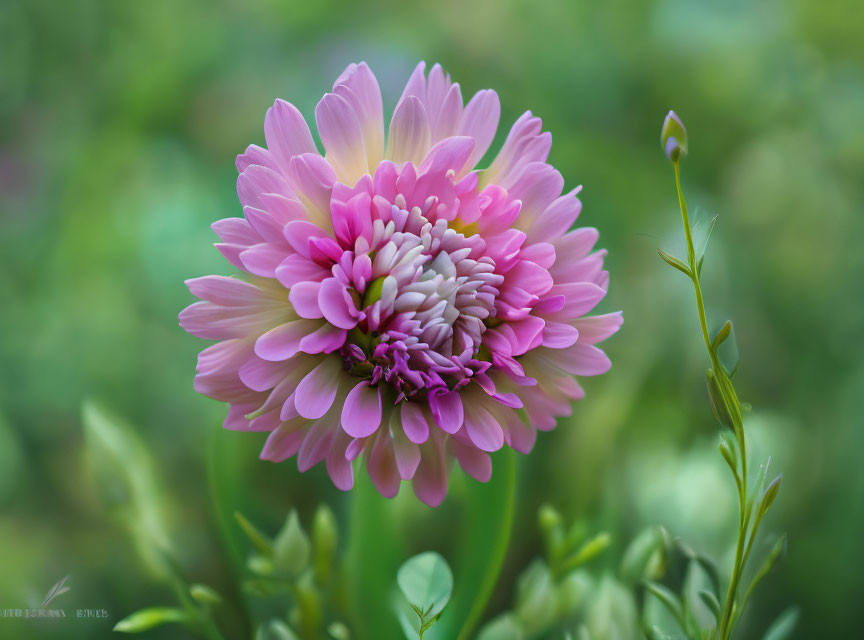 Vibrant Pink and White Dahlia with Layered Petals on Soft Green Background