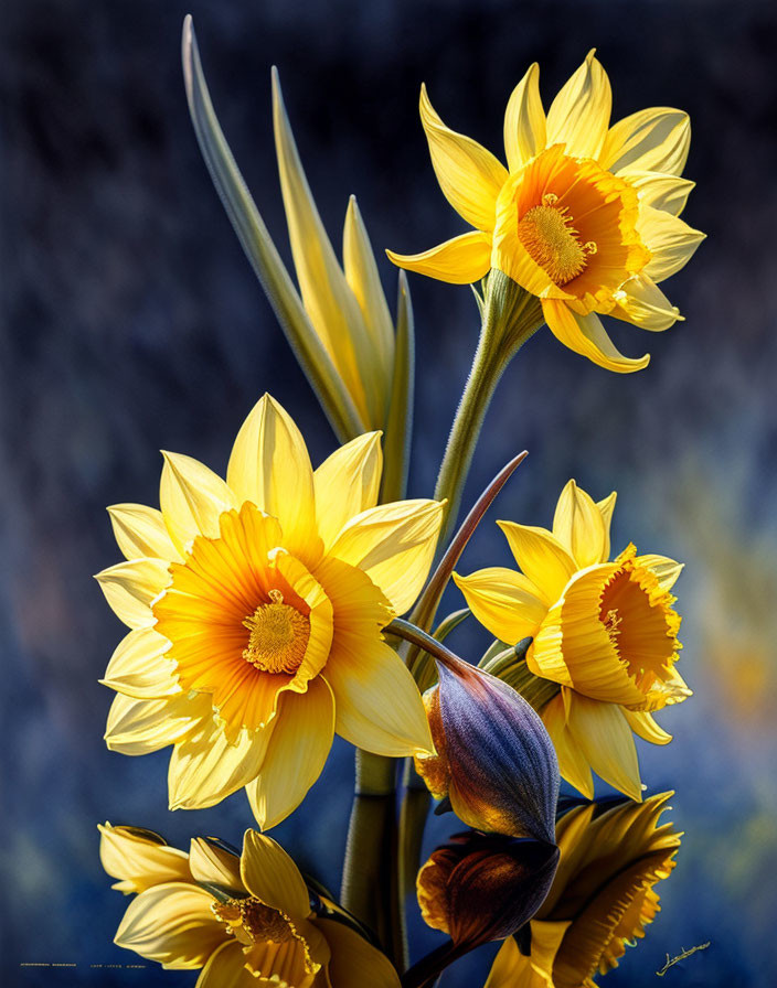 Yellow Daffodils with Bright Orange Centers on Blurred Background