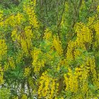 Vibrant green leaves and yellow flower clusters on lush tree branches