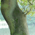 Colorful digital artwork: Twisted tree with green foliage on sunny sky backdrop