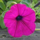 Pink Petunia with Deep Purple Center Surrounded by Green Foliage